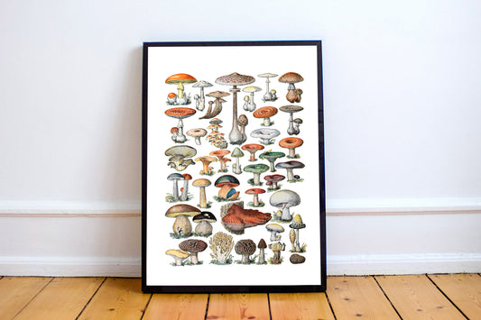 Fungi Chart Art Print