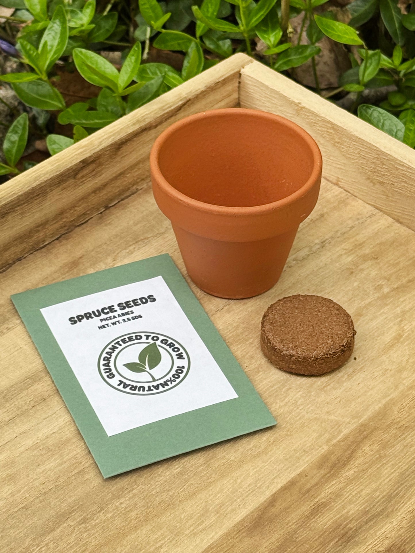 Grow A Spruce Tree Kit