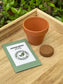Grow A Spruce Tree Kit