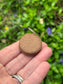 Grow A Spruce Tree Kit