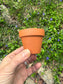 Grow A Spruce Tree Kit