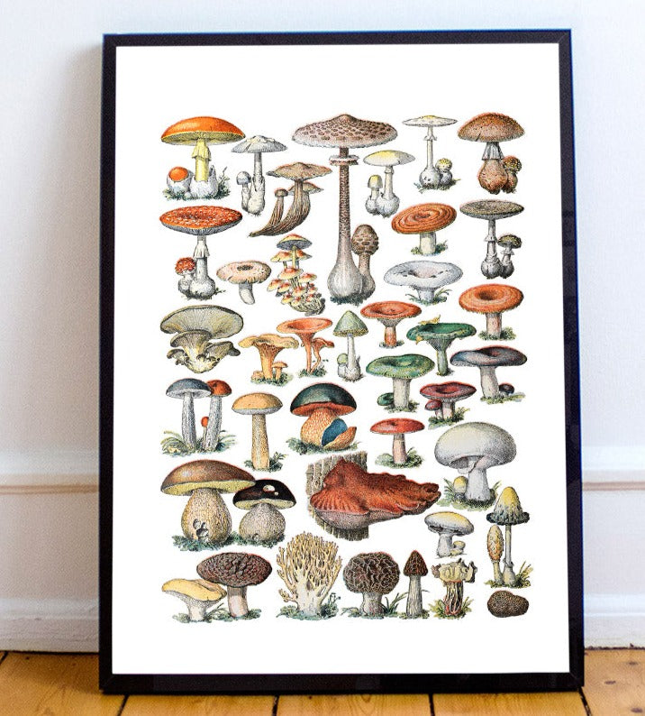 Fungi Chart Art Print